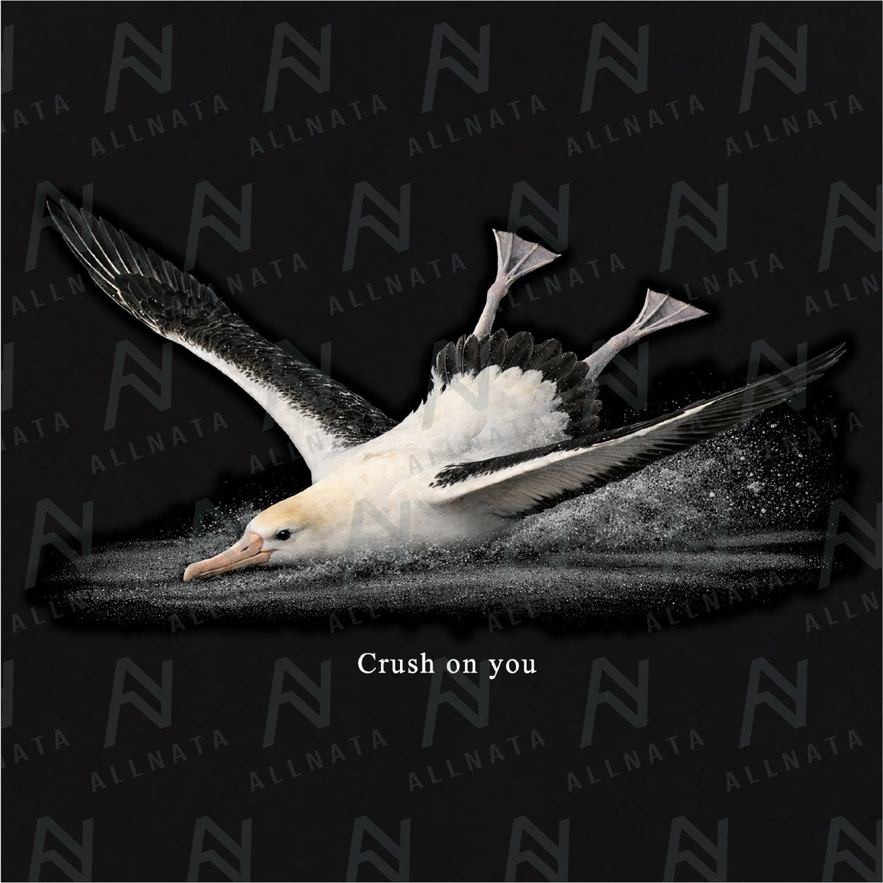 アホウドリTシャツ（オリジナルカード付）